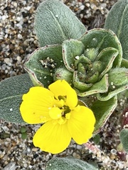 Camissoniopsis cheiranthifolia cheiranthifolia
