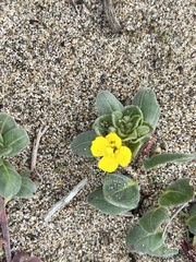 Camissoniopsis cheiranthifolia cheiranthifolia