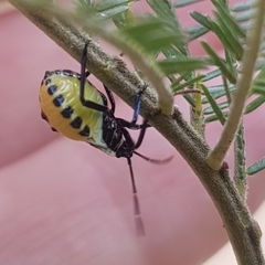 Commius