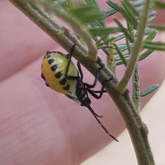 Commius
