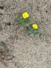 Camissoniopsis cheiranthifolia cheiranthifolia