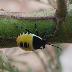 Commius