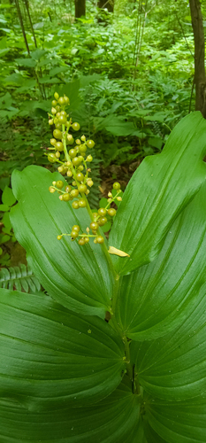 False Solomon's-seal fruiting