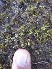 Utricularia dichotoma