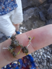 Utricularia dichotoma