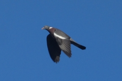 Columba palumbus
