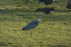Ardea cinerea