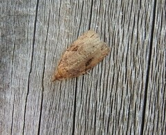 Apoctena orthropis