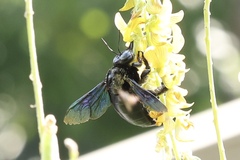 Xylocopa