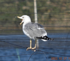 Larus armenicus