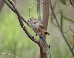 Acanthiza uropygialis