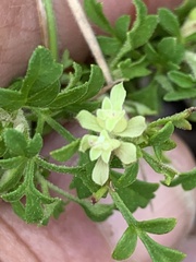 Xanthosia stellata