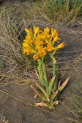 Chloraea alpina