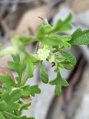 Xanthosia stellata