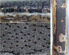 Diatrype decorticata