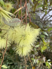 Eucalyptus macrandra