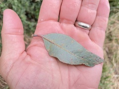 Eucalyptus macrandra