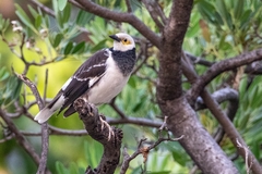 Gracupica nigricollis