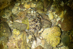 Cronius ruber