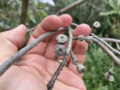 Eucalyptus macrandra