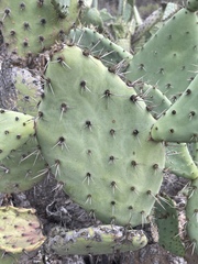 Opuntia semispinosa