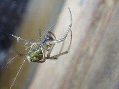 Phonognatha graeffei