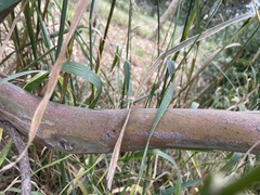 Eucalyptus macrandra