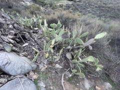 Opuntia semispinosa