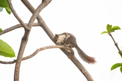 Callosciurus finlaysonii