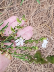 Prostanthera nivea