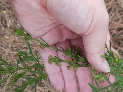Prostanthera nivea