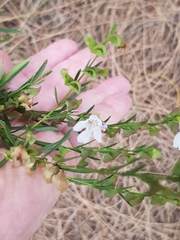 Prostanthera nivea