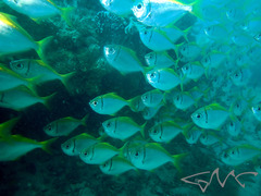 Schuettea scalaripinnis