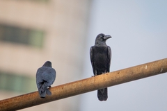 Corvus macrorhynchos levaillantii