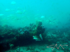 Acanthopagrus australis