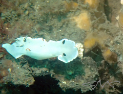 Glossodoris angasi