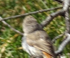 Acanthiza uropygialis