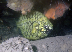 Cleidopus gloriamaris