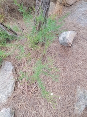 Prostanthera nivea