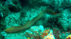 Gymnothorax prasinus