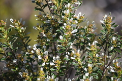 Spyridium spathulatum