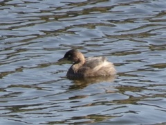 Tachybaptus ruficollis poggei