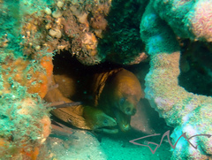 Gymnothorax prasinus