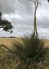 Xanthorrhoea caespitosa