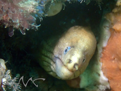 Gymnothorax prasinus