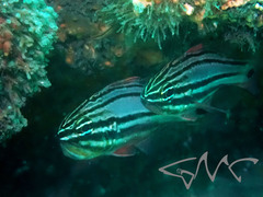 Ostorhinchus limenus