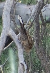 Acanthiza uropygialis