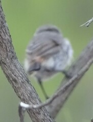 Acanthiza uropygialis