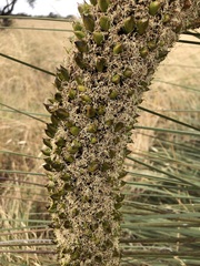 Xanthorrhoea caespitosa
