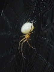 Deliochus idoneus